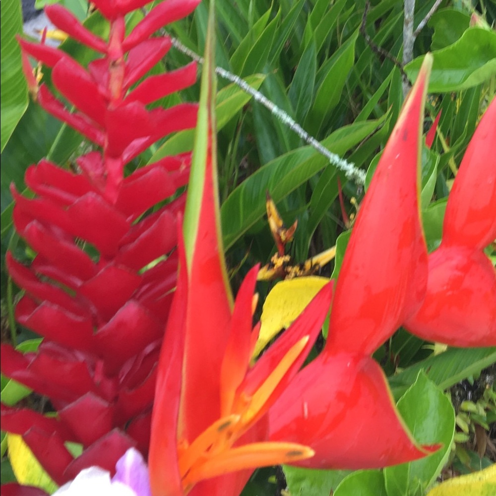 Meet your Posher, Sandhya